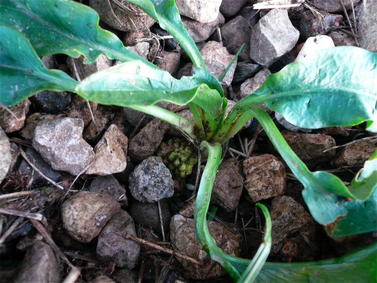 Biarum dispar (= bovei) / Gigaro di Bov